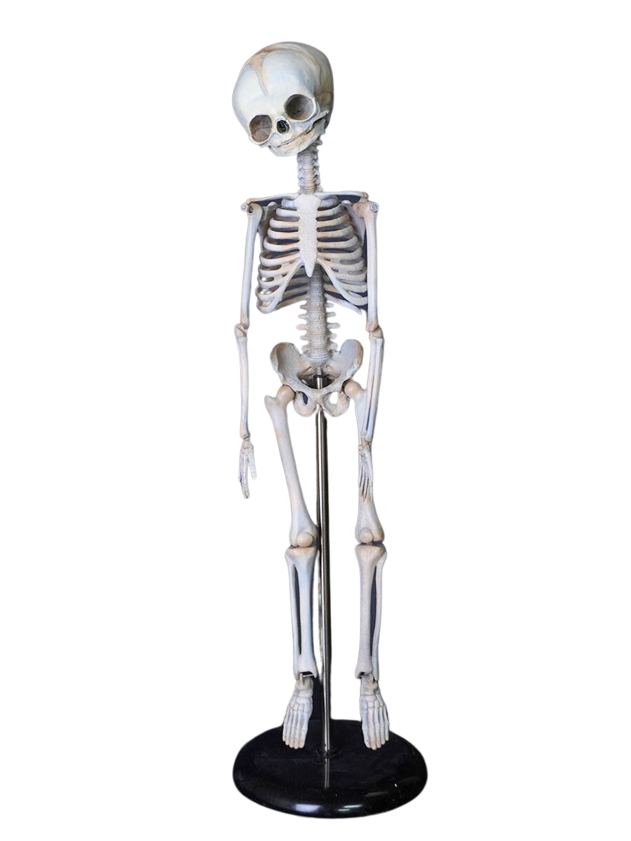 Academic Skeleton – Dapper Cadaver Props