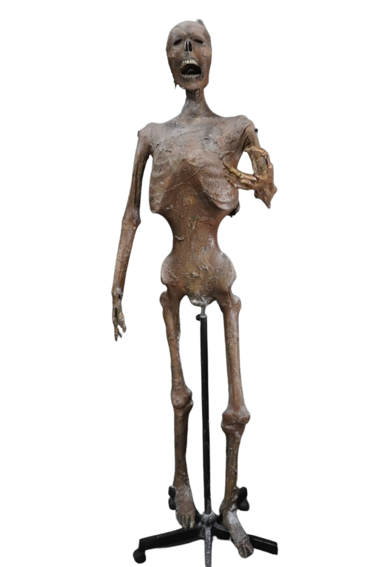 Skin and Bones Male Skeleton – Dapper Cadaver Props