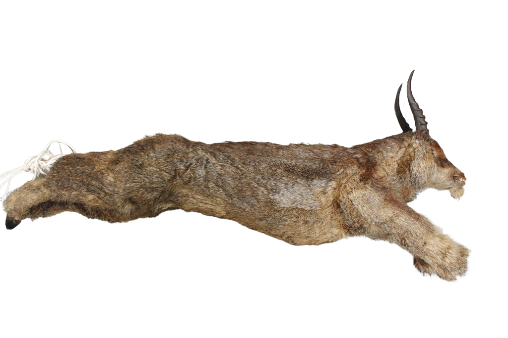 Rabbit Pelt – Dapper Cadaver Props