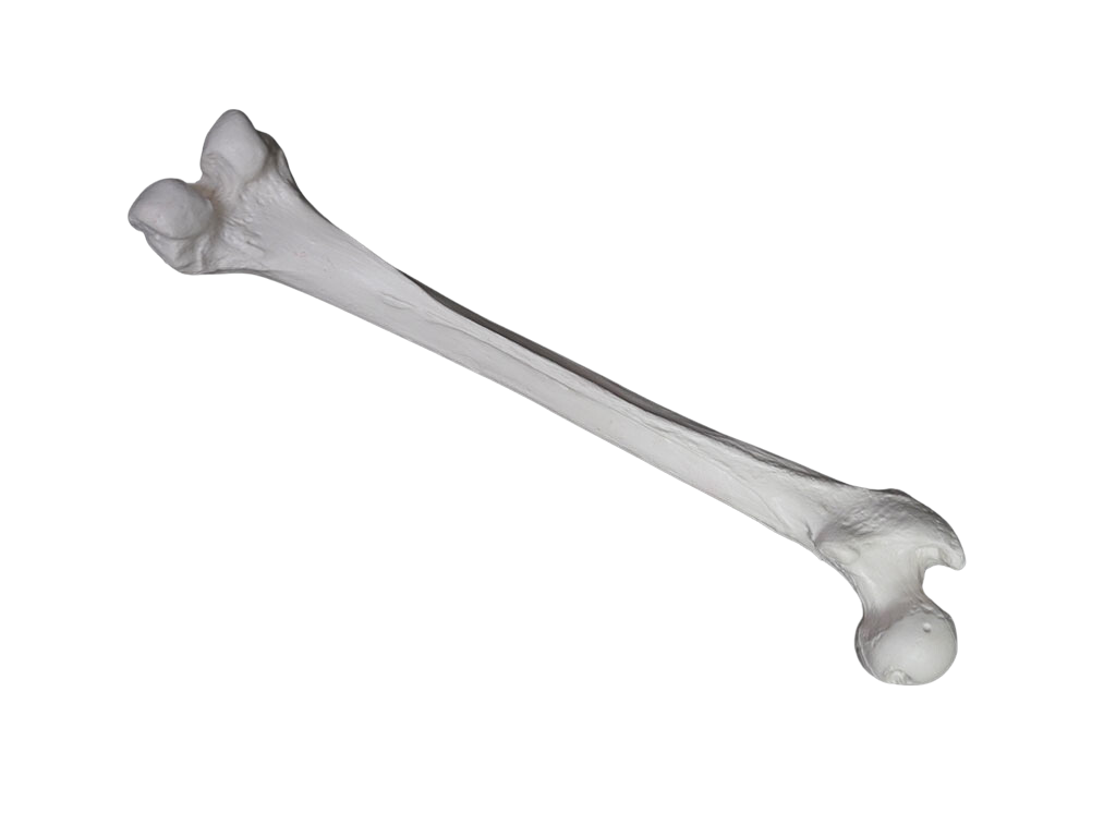 human femur bone