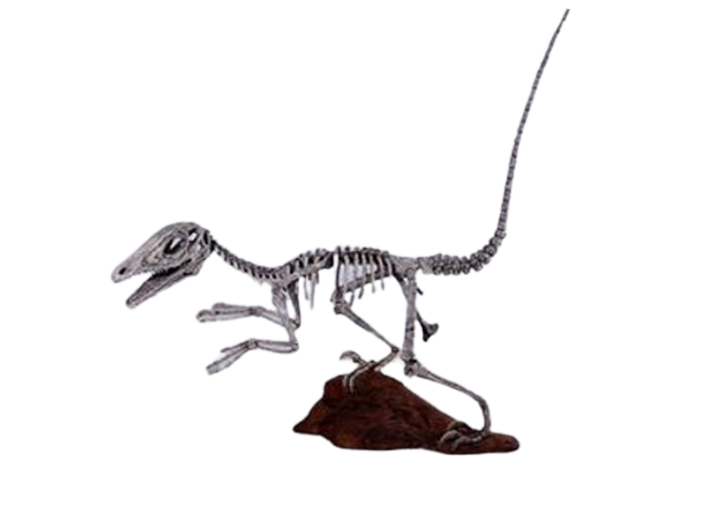 10 Ft Long Raptor Skeleton Rental – Dapper Cadaver Props