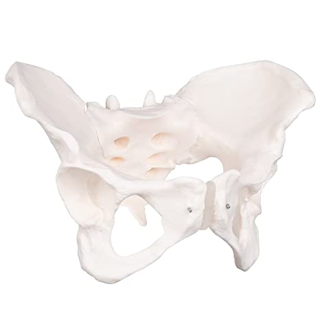 Human Female Pelvis Prop – Dapper Cadaver Props