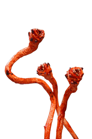 Poseable Parasitic Worms set of 3