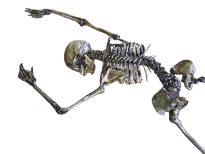 9 Piece Archeological Skeleton – Dapper Cadaver Props