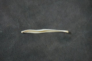 Coyote Baculum