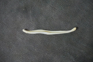 Coyote Baculum