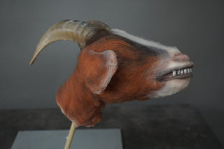 Furry Severed Goat Head