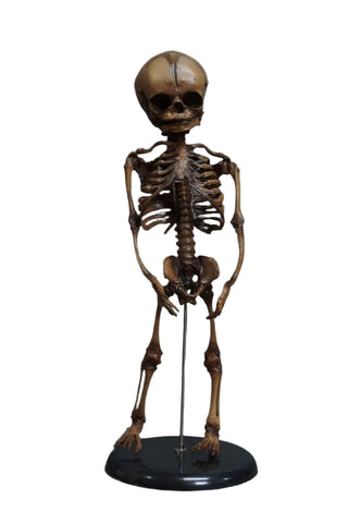 Fetal Skeleton Replica