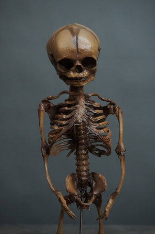 Fetal Skeleton Replica