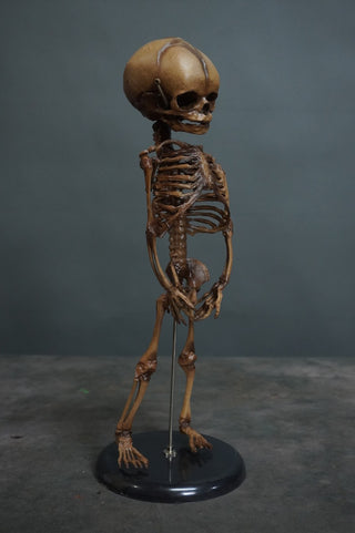 Fetal Skeleton Replica