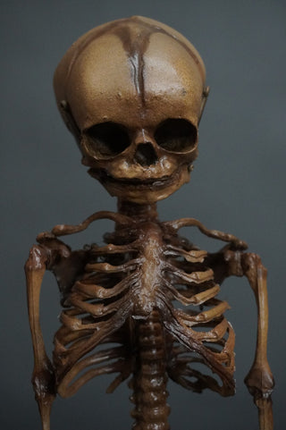 Fetal Skeleton Replica