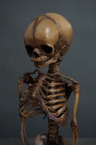 Fetal Skeleton Replica