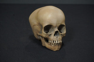 Toddler Skull Prop