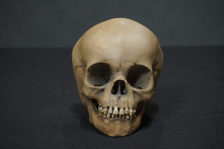 Toddler Skull Prop