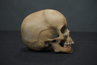 Toddler Skull Prop