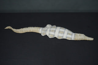 Ancient Egyptian Crocodile Mummy Replica 50"