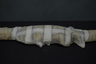 Ancient Egyptian Crocodile Mummy Replica 50"