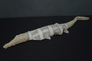 Ancient Egyptian Crocodile Mummy Replica 50"