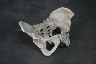 Human Female Pelvis