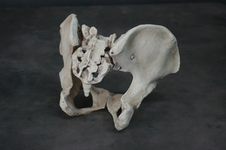 Human Female Pelvis