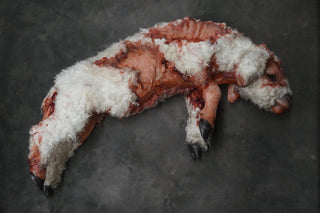 Wounded Lamb