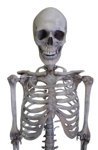 Academic Skeleton – Dapper Cadaver Props