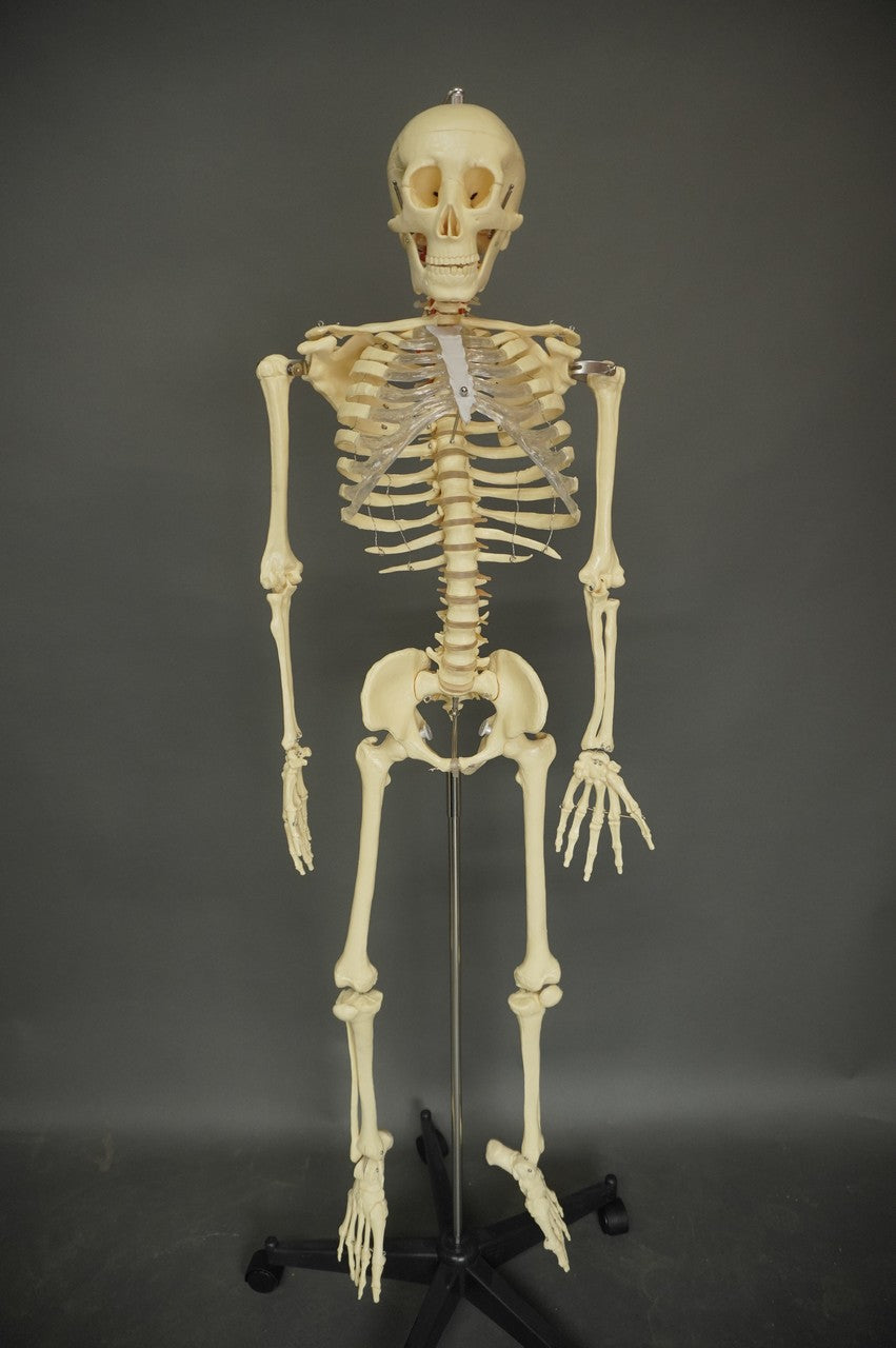 Medical Child Size Skeleton#N#– Dapper Cadaver Props