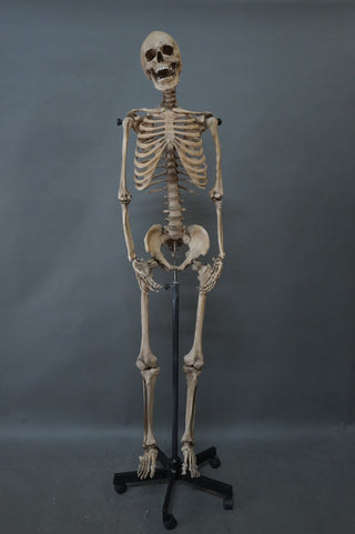 Poseable Crime Scene Skeleton with Stand