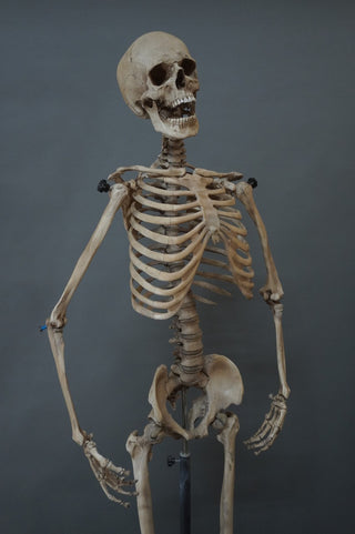 Poseable Crime Scene Skeleton with Stand