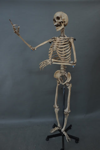 Poseable Crime Scene Skeleton with Stand