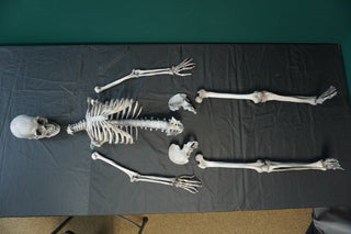 9 Piece Archeological Skeleton