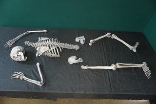 9 Piece Archeological Skeleton