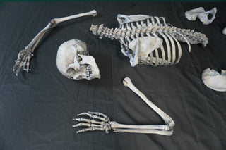 9 Piece Archeological Skeleton