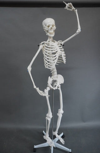 Poseable Crime Scene Skeleton with Stand