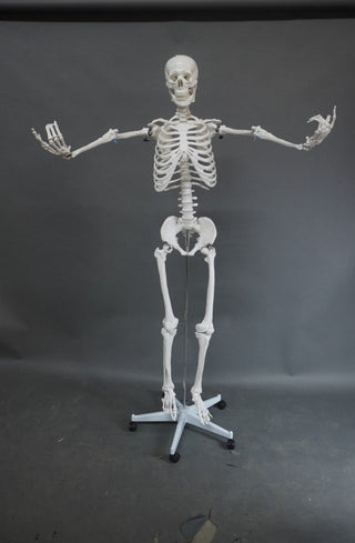 Poseable Crime Scene Skeleton with Stand