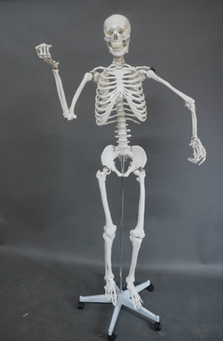 Poseable Crime Scene Skeleton with Stand