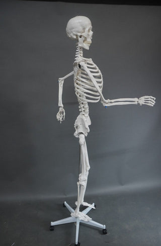 Poseable Crime Scene Skeleton with Stand