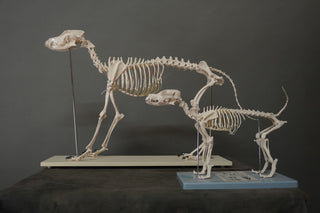 Replica Large Dog Skeleton