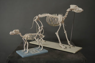 Replica Large Dog Skeleton