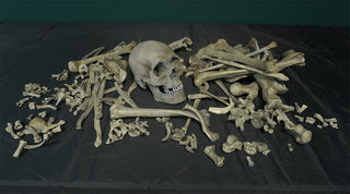 Disarticulated Skeleton with Cast Skull