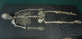 Disarticulated Skeleton with Cast Skull