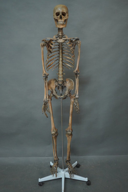 Open Rib Skeleton – Dapper Cadaver Props