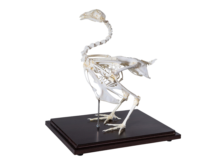 Chicken Skeleton – Dapper Cadaver Props