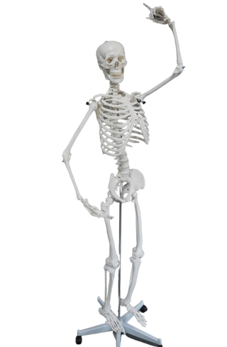 Poseable Crime Scene Skeleton with Stand