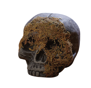 Moss Covered Skull Cranium