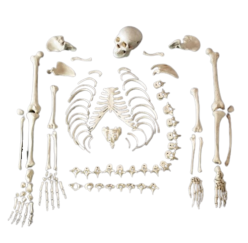 Medical Disarticulated Skeleton – Dapper Cadaver Props