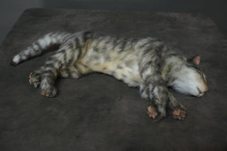 Resting Gray Tabby Cat Prop