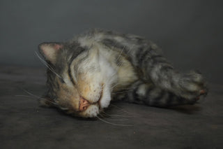 Resting Gray Tabby Cat Prop