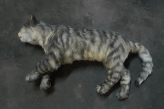 Resting Gray Tabby Cat Prop