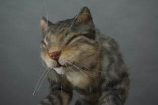 Resting Gray Tabby Cat Prop